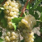 Butas Vita de Vie "Feteasca Alba", 1 Bucata