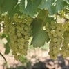 Butas Vita de Vie "Feteasca Alba", 1 Bucata