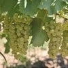 Butaș Viță de Vie "Feteasca Albă"