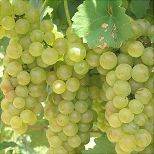 Butas Vita de Vie "Feteasca Alba", 1 Bucata