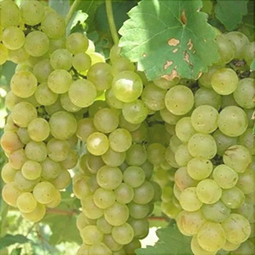 Butaș Viță de Vie "Feteasca Albă"