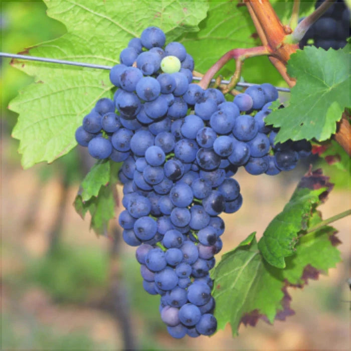 Butas Vita de Vie "Merlot", 1 Bucata