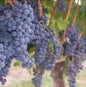 Butaș Viță de Vie "Merlot"