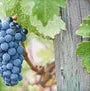Butas Vita de Vie "Merlot", 1 Bucata
