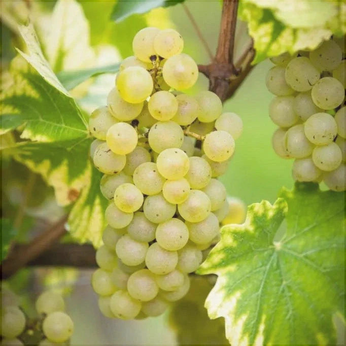 Butas Vita de Vie "Neuburger", 1 Bucata