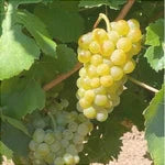 Butas Vita de Vie "Neuburger", 1 Bucata