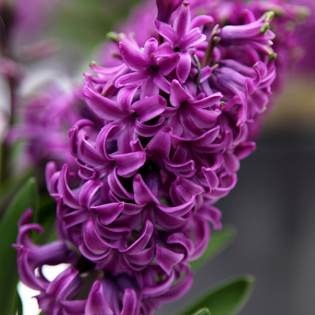 Bulbi de Zambile "Purple Sensation" 2 buc