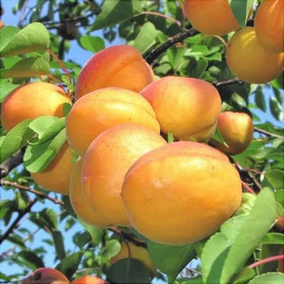 Cais Caramela – pom fructifer | Regatul Plantelor