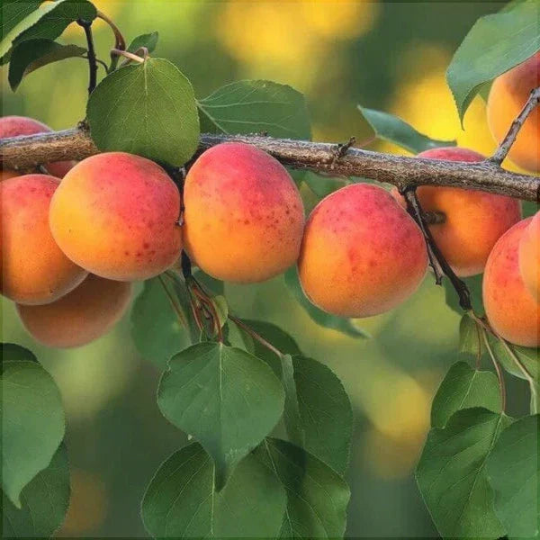 Cais Caramela Anul 3