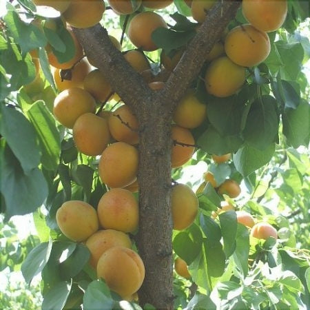 Pomi Fructiferi - Cais Dacia - Anul 3 - 1 buc - Regatul Plantelor