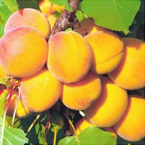 Pomi Fructiferi - Cais Litoral - Anul 3 - 1 buc - Regatul Plantelor