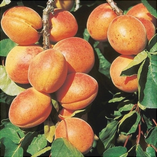 Pomi Fructiferi - Cais Mare Timpuriu - Anul 3 - 1 buc - Regatul Plantelor