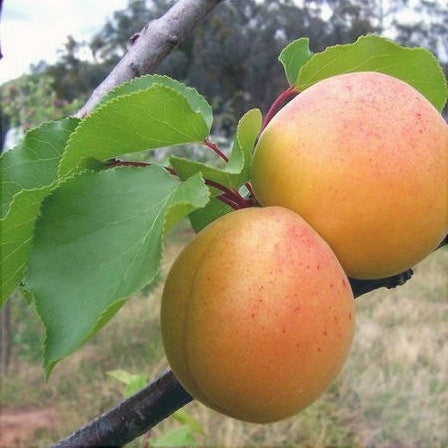 Pomi Fructiferi - Cais Mare Timpuriu - Anul 3 - 1 buc - Regatul Plantelor