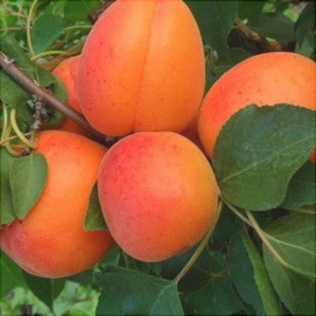 Pomi Fructiferi - Cais NJA 19 - Anul 3 - 1 buc - Regatul Plantelor