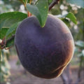 Cais Negru