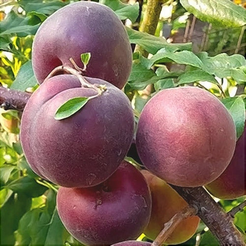 Pomi Fructiferi - Cais Negru - Anul 3 - 1 buc - Regatul Plantelor