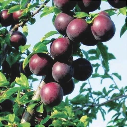 Pomi Fructiferi - Cais Negru - Anul 3 - 1 buc - Regatul Plantelor