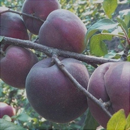 Pomi Fructiferi - Cais Negru - Anul 3 - 1 buc - Regatul Plantelor