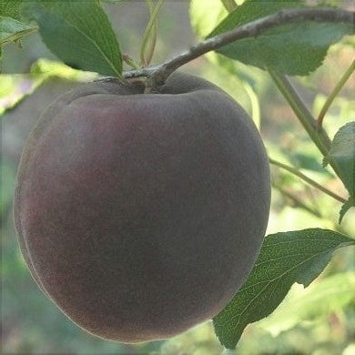 Pomi Fructiferi - Cais Negru - Anul 3 - 1 buc - Regatul Plantelor