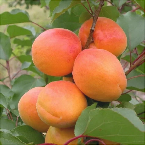 Pomi Fructiferi - Cais Olimp - Anul 3 - 1 buc - Regatul Plantelor