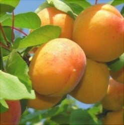 Pomi Fructiferi - Cais Olimp - Anul 3 - 1 buc - Regatul Plantelor