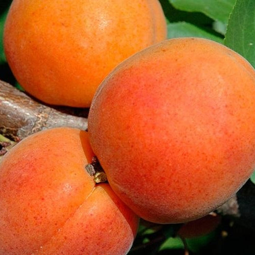 Pomi Fructiferi - Cais Rosu de Baneasa - Anul 3 - 1 buc - Regatul Plantelor