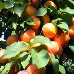 Pomi Fructiferi - Cais Rosu de Baneasa - Anul 3 - 1 buc - Regatul Plantelor