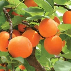 Pomi Fructiferi - Cais Rosu de Baneasa - Anul 3 - 1 buc - Regatul Plantelor