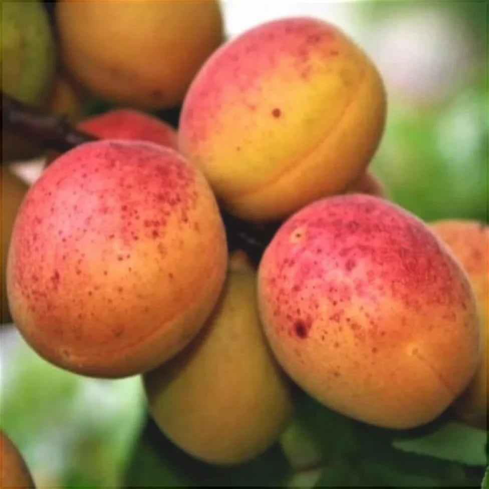 Pomi Fructiferi - Cais Sulmona - Anul 3 - 1 buc - Regatul Plantelor