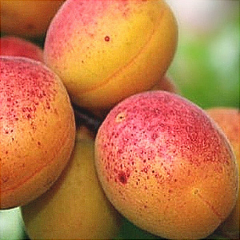 Pomi Fructiferi - Cais Sulmona - Anul 3 - 1 buc - Regatul Plantelor