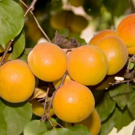 Pomi Fructiferi - Cais Umberto - Anul 3 - 1 buc - Regatul Plantelor