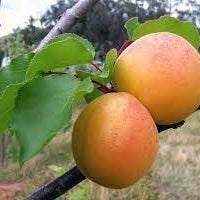 Pomi Fructiferi - Cais Umberto - Anul 3 - 1 buc - Regatul Plantelor