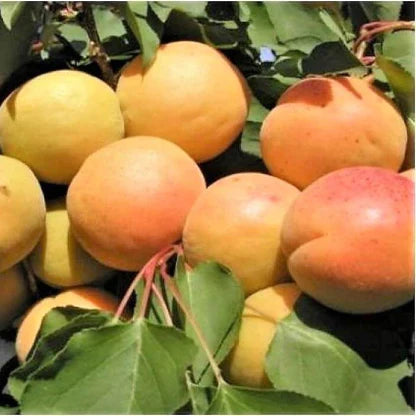 Pomi Fructiferi - Cais Ungaria - Anul 3 - 1 buc - Regatul Plantelor