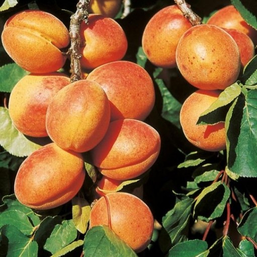 Pomi Fructiferi - Cais Ungaria - Anul 3 - 1 buc - Regatul Plantelor