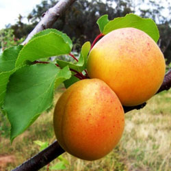 Pomi Fructiferi - Cais Ungaria - Anul 3 - 1 buc - Regatul Plantelor