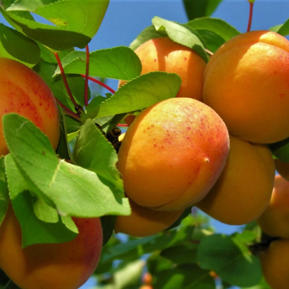 Pomi Fructiferi - Cais Viorica - Anul 3 - 1 buc - Regatul Plantelor