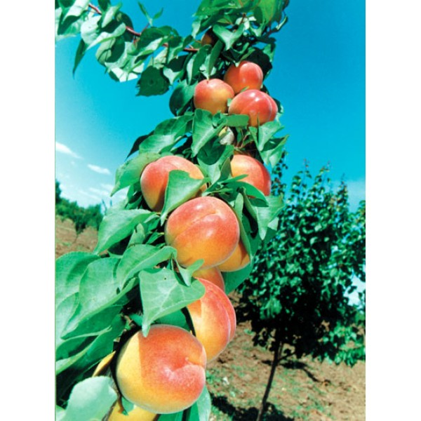 Pomi Fructiferi - Cais Viorica - Anul 3 - 1 buc - Regatul Plantelor