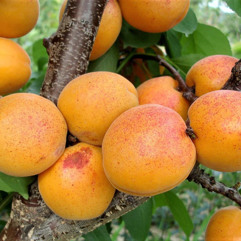 Pomi Fructiferi - Cais Viorica - Anul 3 - 1 buc - Regatul Plantelor