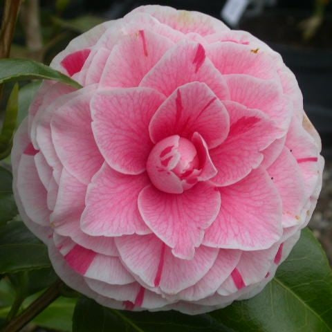 Camellia "Japonica Bonomiana", la Ghiveci P9
