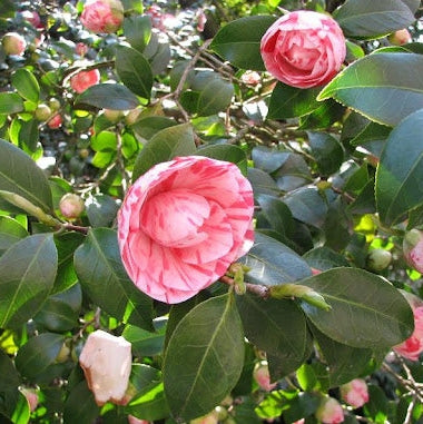 Camellia "Japonica Bonomiana", la Ghiveci P9