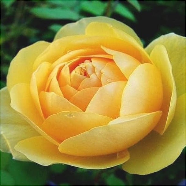 Camellia "Japonica", Galbena, la Ghiveci P9