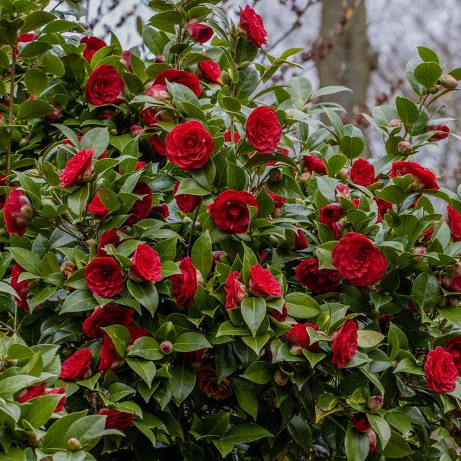 Camellia "Japonica", Rosie, la Ghiveci P9