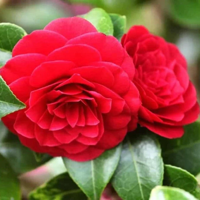 Camellia "Japonica", Rosie, la Ghiveci P9