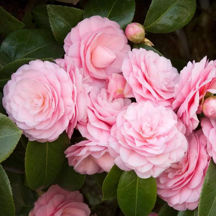 Camellia "Japonica", Roz, la Ghiveci P9