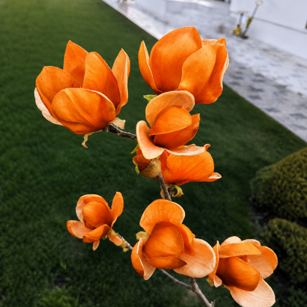 Magnolia "Sunset Flame" la ghiveci
