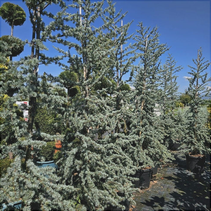 Cedru Argintiu "Cedrus Atlantica Glauca", 230 cm, la Ghiveci de 45L, 1 Bucata