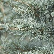 Cedru Argintiu "Cedrus Atlantica Glauca", 230 cm, la Ghiveci de 45L, 1 Bucata