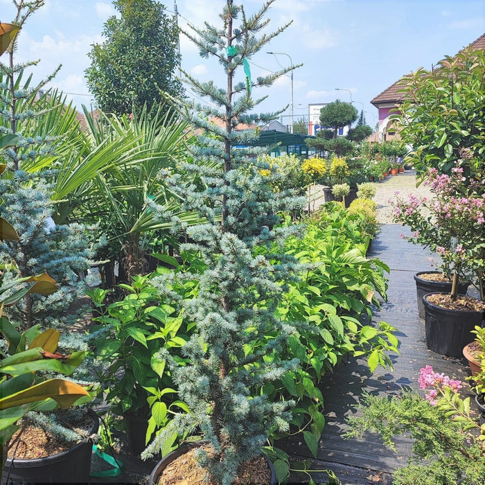 Cedru Argintiu "Cedrus Atlantica Glauca", 230 cm, la Ghiveci de 45L, 1 Bucata