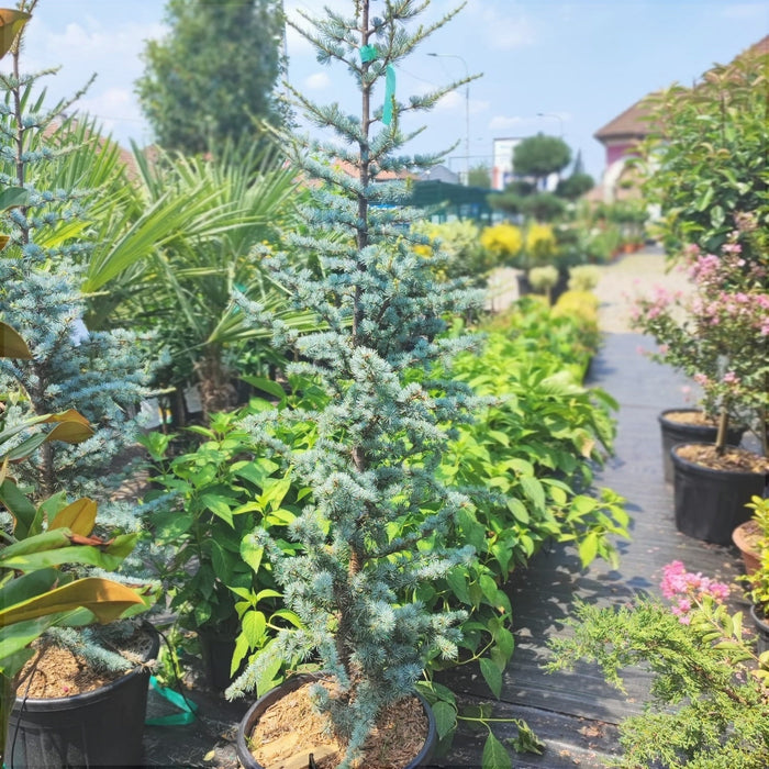 Cedru Argintiu "Cedrus Atlantica Glauca", 230 cm, la Ghiveci de 45L, 1 Bucata