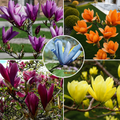 Pachet Magnolii Deluxe - Culori rarisime - 5 Bucăți